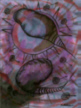 "Twin Single Cell, Spiked Amoeba, and Raquet Cells"