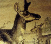 CHM Deer Etching