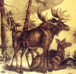 CHM Moose Etching