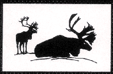 Caribou