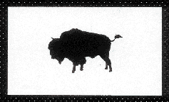 Bison