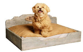 dog bed